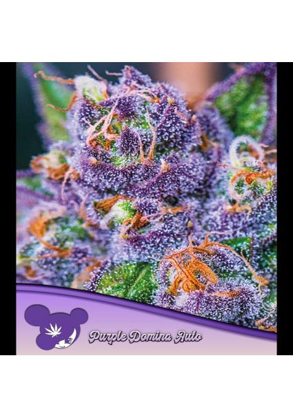 Auto Purple Domina fem Anesia