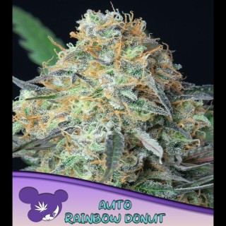 Auto Rainbow Donut fem Anesia
