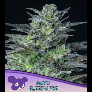 Auto Sleepy Joe fem Anesia