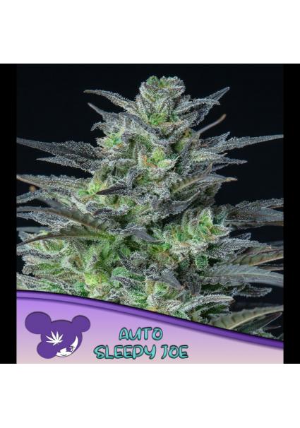 Auto Sleepy Joe fem Anesia