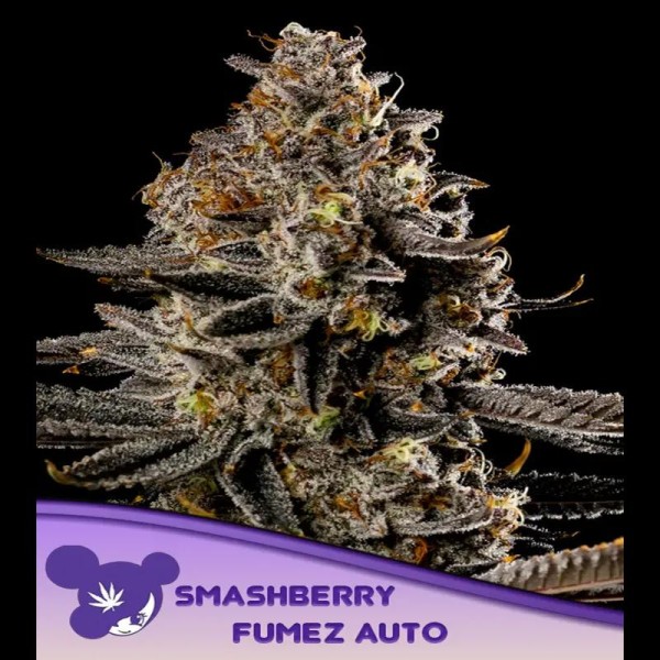 Auto Smashberry Fumez fem. Anesia