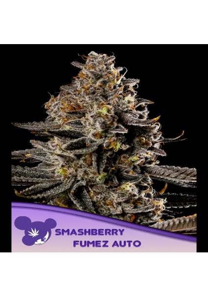 Auto Smashberry Fumez fem....