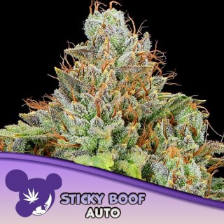 Auto Sticky Boof fem Anesia