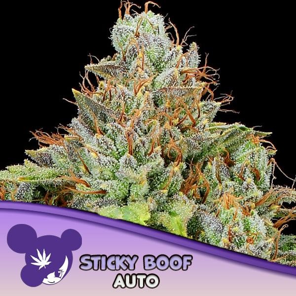 Auto Sticky Boof fem Anesia