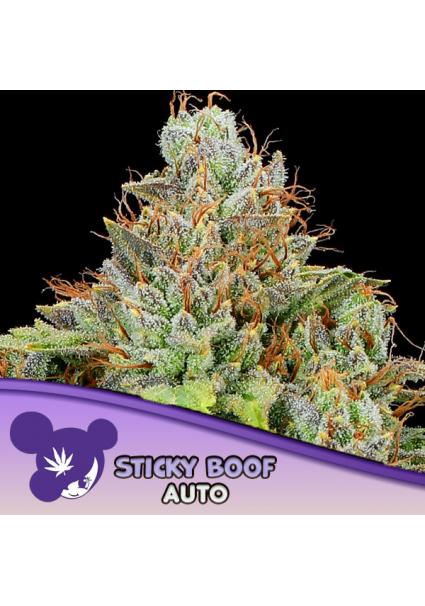Auto Sticky Boof fem Anesia