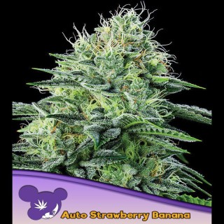 Auto Strawberry Banana fem. Anesia