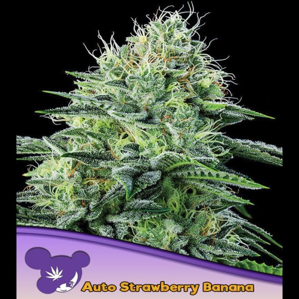 Auto Strawberry Banana fem. Anesia