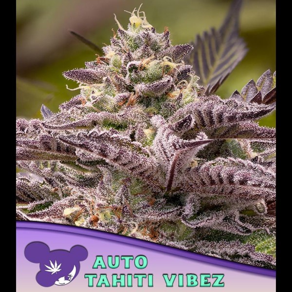 Auto Tahiti Vibez fem. Anesia