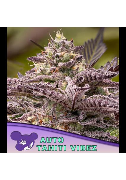 Auto Tahiti Vibez fem. Anesia