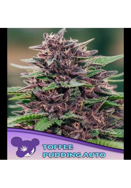 Auto Toffee Pudding fem....