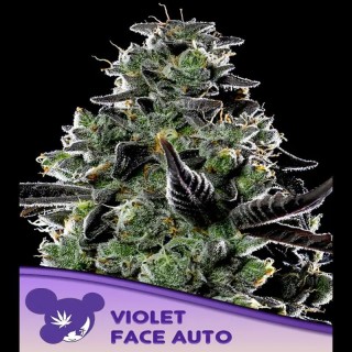 Auto Violet Face fem. Anesia