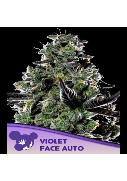 Auto Violet Face fem. Anesia