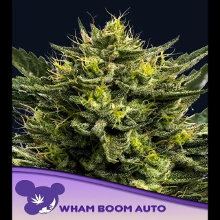 Auto WHAM BOOM fem. Anesia