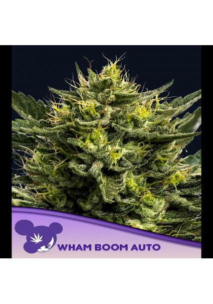 Auto WHAM BOOM fem. Anesia