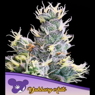 Auto Yuhbary fem. Anesia