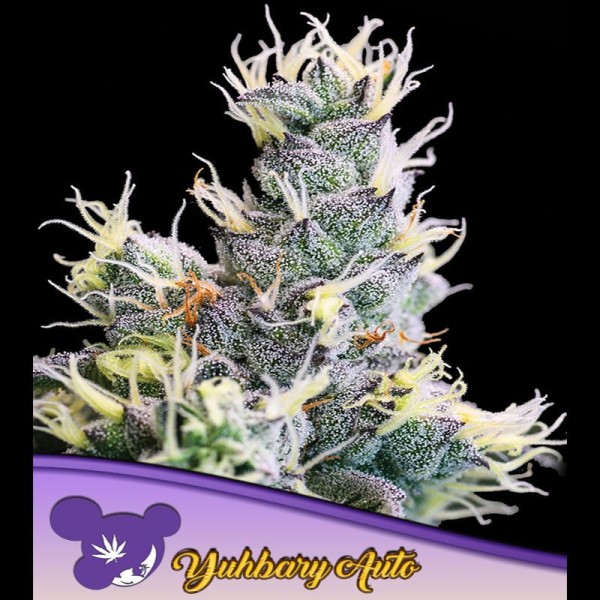 Auto Yuhbary fem. Anesia