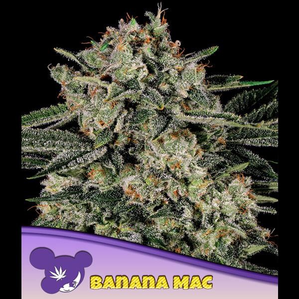 Banana MAC fem. Anesia