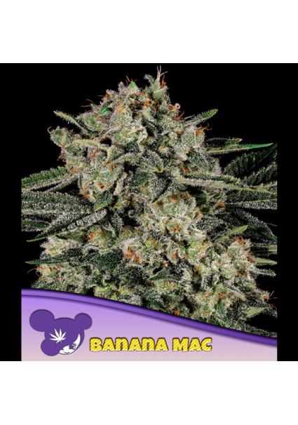 Banana MAC fem. Anesia