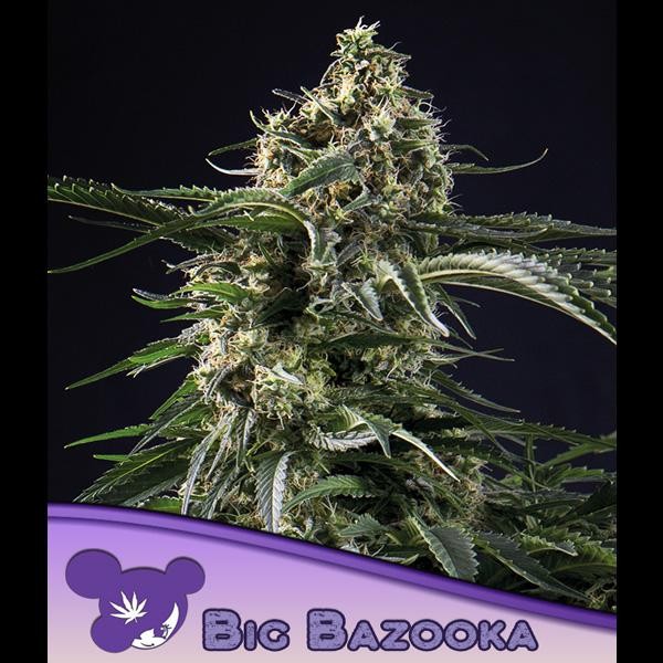 Big Bazooka fem. Anesia