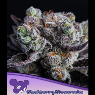 Blackberry Moonrocks® fem. Anesia