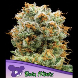 Bola Mintz fem. Anesia