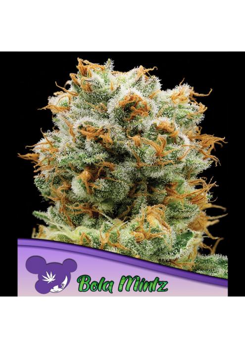 Bola Mintz fem. Anesia