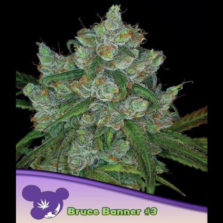 Bruce Banner N3 fem. Anesia
