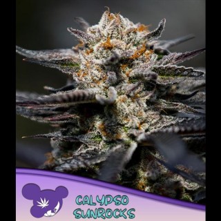 Calypso Sunrocks fem. Anesia