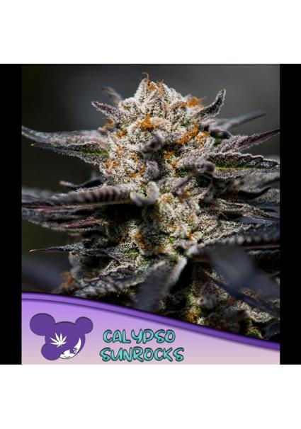 Calypso Sunrocks fem. Anesia