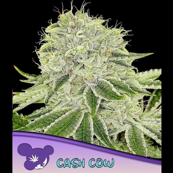 Cash Cow fem. Anesia