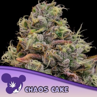 Chaos Cake fem Anesia