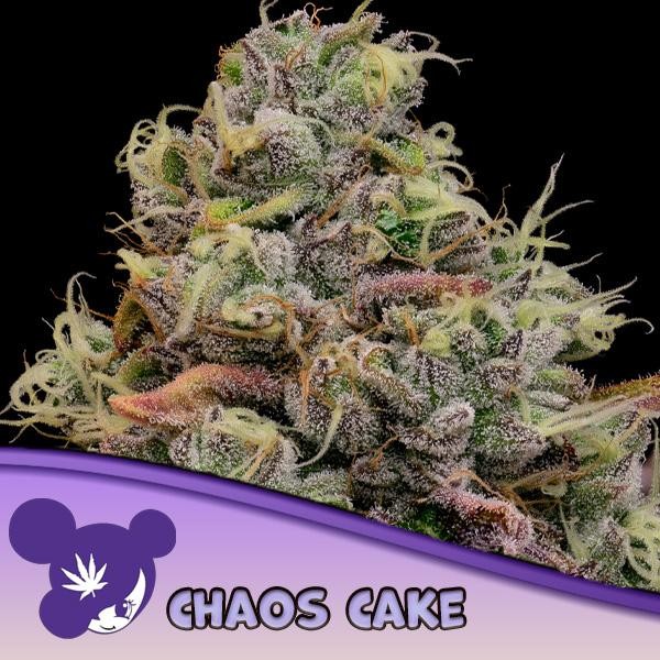 Chaos Cake fem Anesia