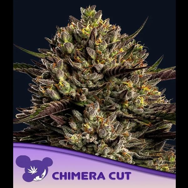 Chimera Cut fem. Anesia