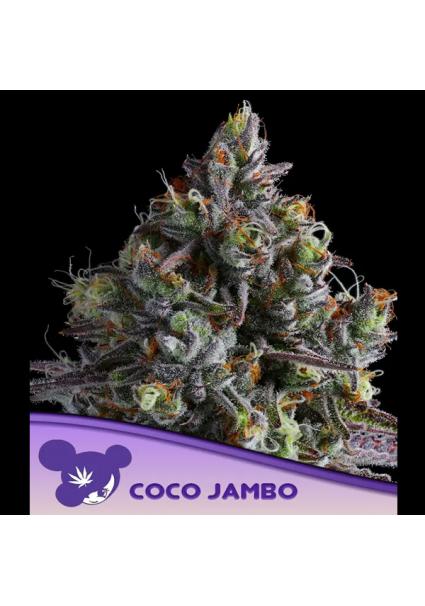 Coco Jambo fem. Anesia