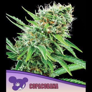 Copacobana fem. Anesia