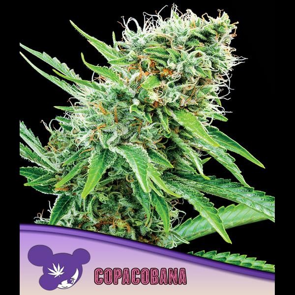 Copacobana fem. Anesia