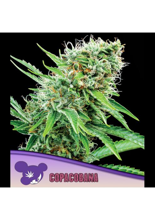 Copacobana fem. Anesia