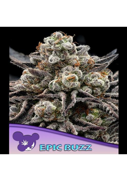 EPIC BUZZ fem. Anesia