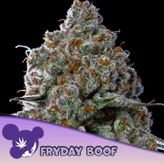 Fryday Boof fem Anesia