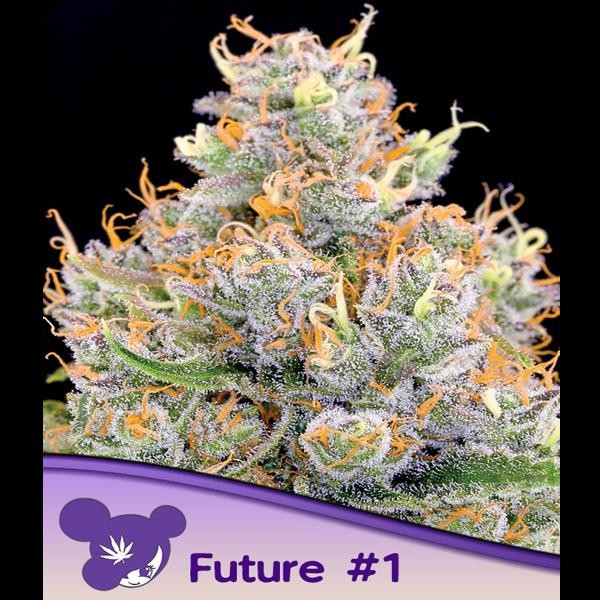 Future N1 fem. Anesia