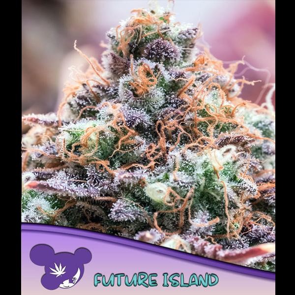 Future Island fem. Anesia