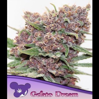 Gelato Dream fem. Anesia