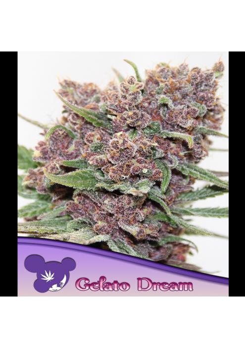 Gelato Dream fem. Anesia