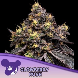 Glowberry Rush fem Anesia