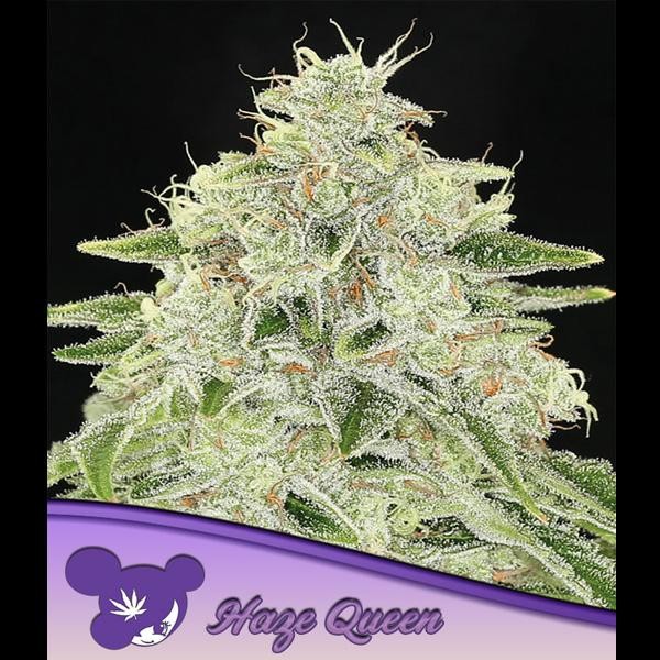 Haze Queen fem. Anesia