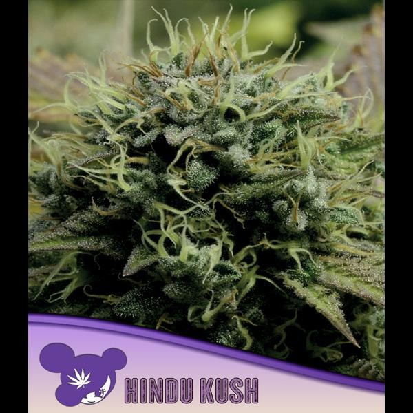 Hindu Kush fem Anesia