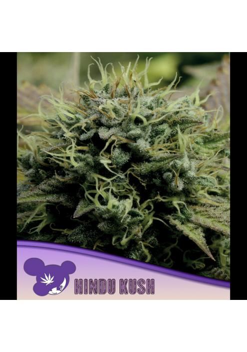 Hindu Kush fem Anesia