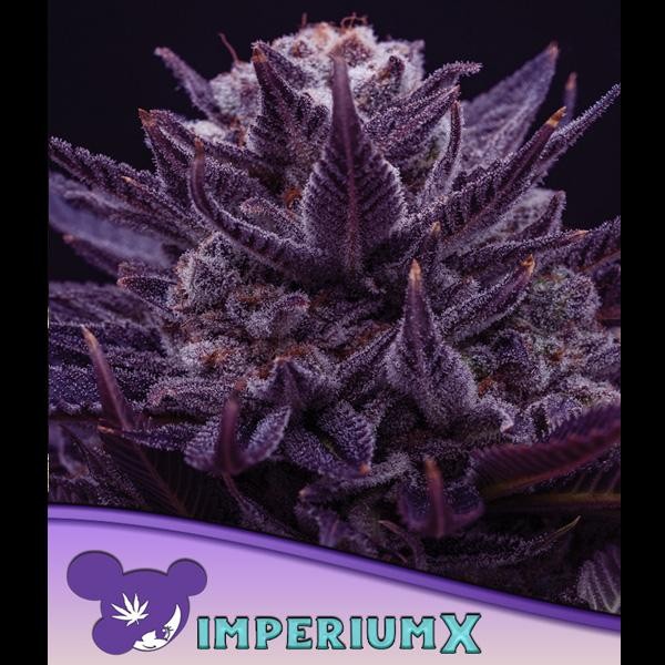 IMPERIUM X fem. Anesia