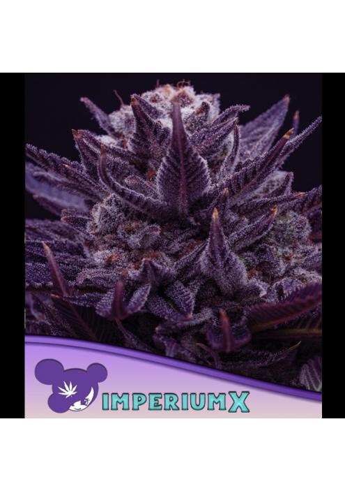 IMPERIUM X fem. Anesia