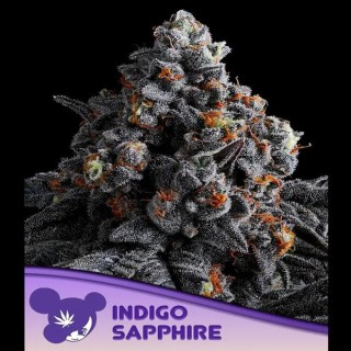 Indigo Sapphire fem. Anesia